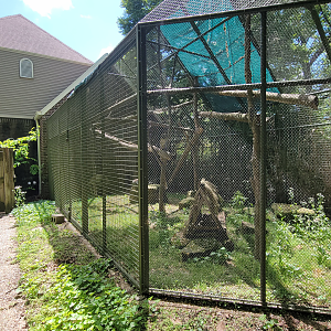 May. 2025 - Discovery Center - Ring-tailed Lemur Exhibit