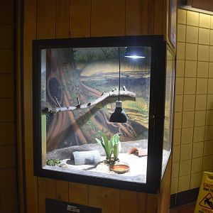 May. 2025 - Discovery Center - Egyptian Tortoise Exhibibt