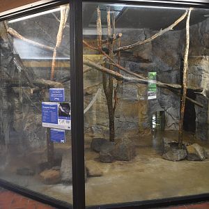 May. 2025 - Discovery Center - Francois' Langur Indoor Exhibit