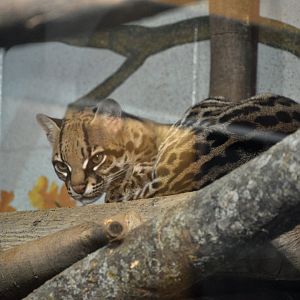 May. 2025 - Discovery Center - Ocelot