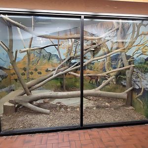 May. 2025 - Discovery Center - Ocelot Indoor Exhibit