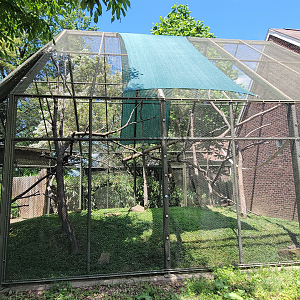 May. 2025 - Discovery Center - Francois' Langur Outdoor Exhibit