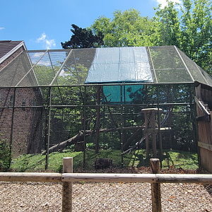 May. 2025 - Discovery Center - Ocelot Outdoor Exhibit