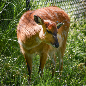 May. 2025 - African Rift Valley - Sitatunga