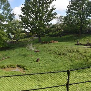 May. 2025 - African Rift Valley - Sitatunga Exhibit
