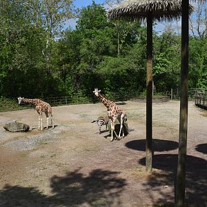 May. 2025 - African Rift Valley - Giraffe & Grant's Zebra Exhibit