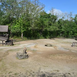 May. 2025 - African Rift Valley - Giraffe & Grant's Zebra Exhibit