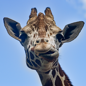 May. 2025 - African Rift Valley - Giraffe & Grant's Zebra Exhibit