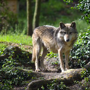 May. 2025 - North America - Mexican Wolf