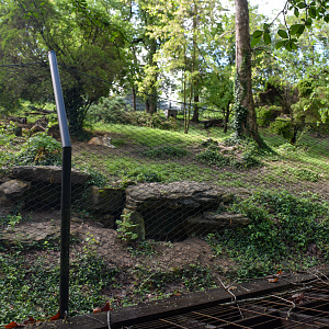 May. 2025 - North America - Mexican Wolf Exhibit