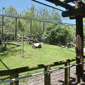 May. 2025 - Amazonia: Forest of Riches - Goldman's Jaguar Exhibit