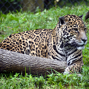 May. 2025 - Amazonia: Forest of Riches - Goldman's Jaguar Exhibit