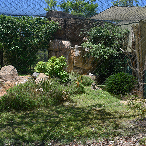 May. 2025 - Amazonia: Forest of Riches - Goldman's Jaguar Exhibit