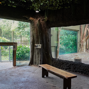 May. 2025 - Amazonia: Forest of Riches - Goldman's Jaguar Indoor & Outdoor Exhibits