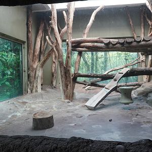 May. 2025 - Amazonia: Forest of Riches - Goldman's Jaguar Indoor Exhibit