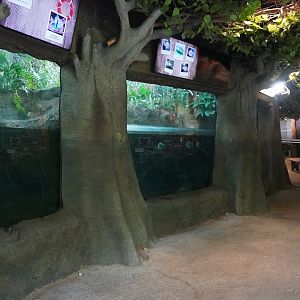 May. 2025 - Amazonia: Forest of Riches - 2 Tanks