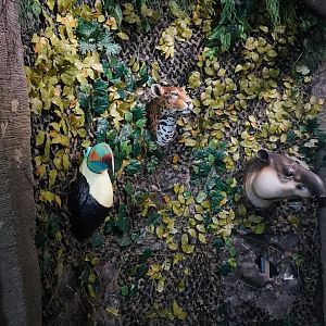 May. 2025 - Amazonia: Forest of Riches - Head Mounts