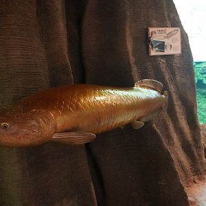 May. 2025 - Amazonia: Forest of Riches - Arapaima Sculpture