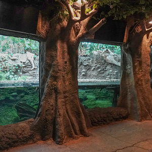 May. 2025 - Amazonia: Forest of Riches - Dwarf Caiman Exhibit