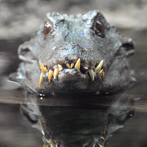 May. 2025 - Amazonia: Forest of Riches - Dwarf Caiman