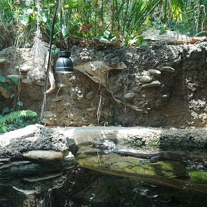 May. 2025 - Amazonia: Forest of Riches - Dwarf Caiman Exhibit