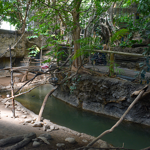 May. 2025 - Amazonia: Forest of Riches - Baird's Tapir Exhibit (Find the Anaconda)