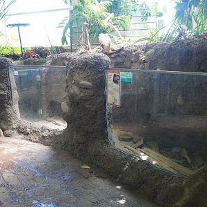 May. 2025 - Amazonia: Forest of Riches - Screaming Hairy Armadillo Exhibit