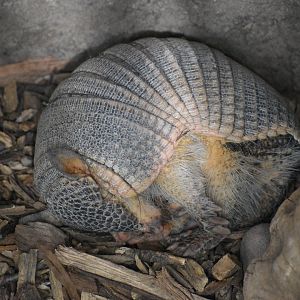 May. 2025 - Amazonia: Forest of Riches - Screaming Hairy Armadillo Exhibit