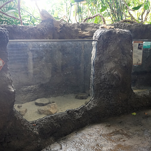 May. 2025 - Amazonia: Forest of Riches - Screaming Hairy Armadillo Exhibit