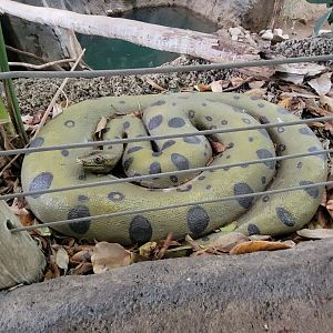 May. 2025 - Amazonia: Forest of Riches - Anaconda