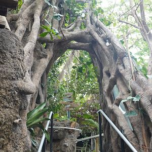 May. 2025 - Amazonia: Forest of Riches - Strangler Fig Arch