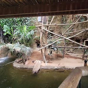 May. 2025 - Amazonia: Forest of Riches - Prehensile-tailed Porcupine (Lower View)