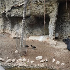 May. 2025 - Amazonia: Forest of Riches - Baird's Tapir Exhibit