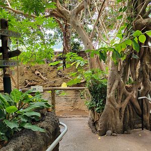 May. 2025 - Amazonia: Forest of Riches - Baird's Tapir Viewing