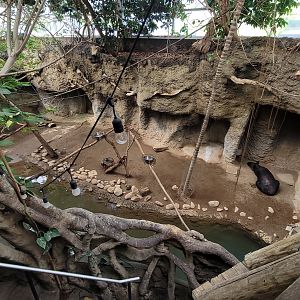 May. 2025 - Amazonia: Forest of Riches - Baird's Tapir Exhibit