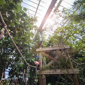 May. 2025 - Amazonia: Forest of Riches