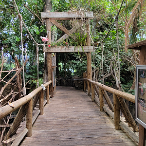 May. 2025 - Amazonia: Forest of Riches - Bridge