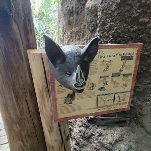 May. 2025 - Amazonia: Forest of Riches - Bat Sign