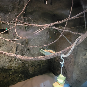 May. 2025 - Amazonia: Forest of Riches - 3 Bats