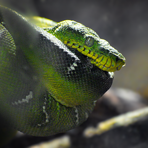 May. 2025 - Amazonia: Forest of Riches - Emerald Tree Boa