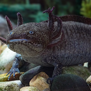 May. 2025 - Amazonia: Forest of Riches - Researcher's Hut - Axolotl