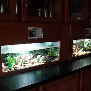 May. 2025 - Amazonia: Forest of Riches - Researcher's Hut - Axolotl + Aquatic Caecilian Exhibits