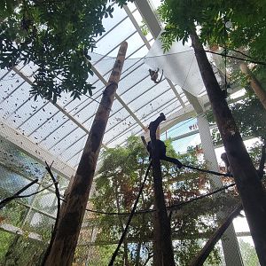 May. 2025 - Amazonia: Forest of Riches - Black Howler Monkey & Squirrel Monkey Exhibit