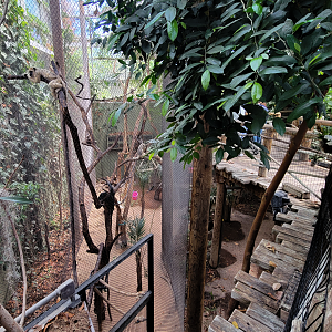 May. 2025 - Amazonia: Forest of Riches - Black Howler Monkey & Squirrel Monkey Exhibit