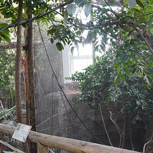 May. 2025 - Amazonia: Forest of Riches - Keel-billed Toucan Exhibit