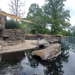 May. 2025 - Penguins of Patagonia