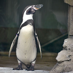 May. 2025 - Penguins of Patagonia - Humboldt Penguin