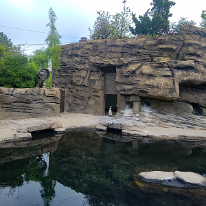 May. 2025 - Penguins of Patagonia