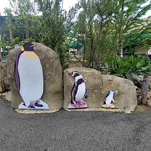 May. 2025 - Penguins of Patagonia - Size Comparisons