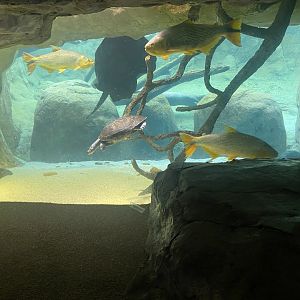 Pantanal Fish Tank